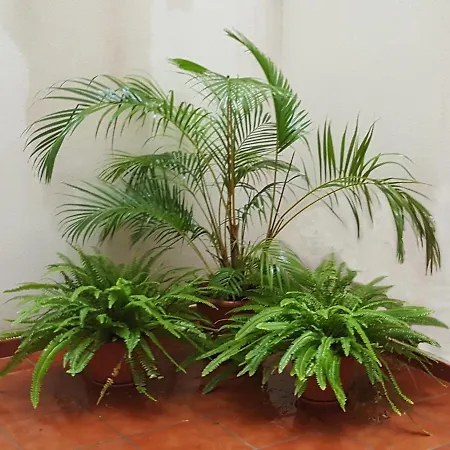 Apartment Canovas